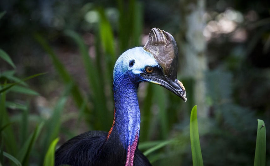 cassowary coloring pdf