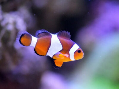 clownfish coloring pdf