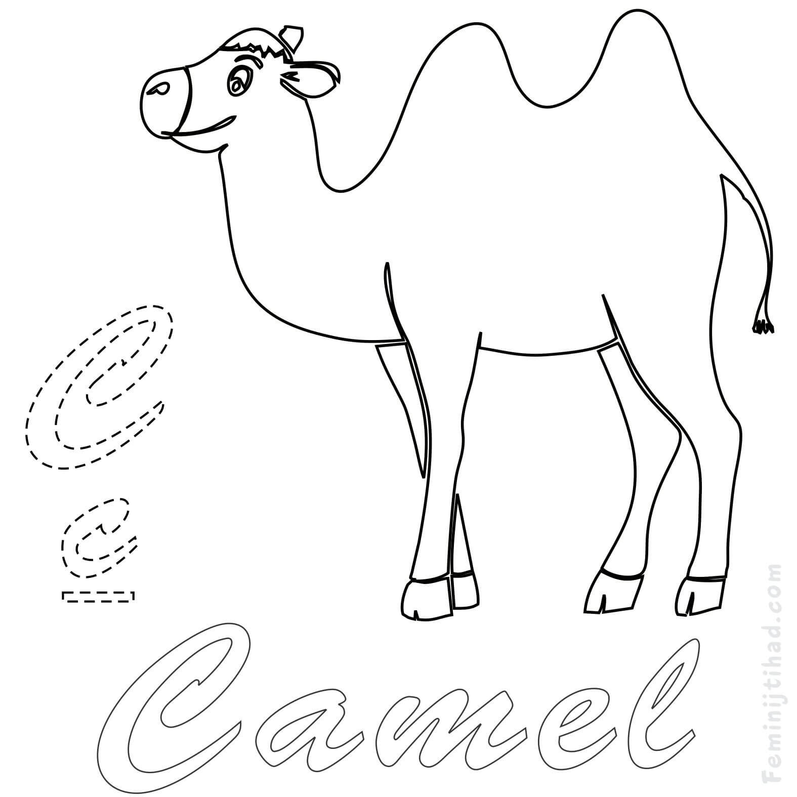 coloring page of camel