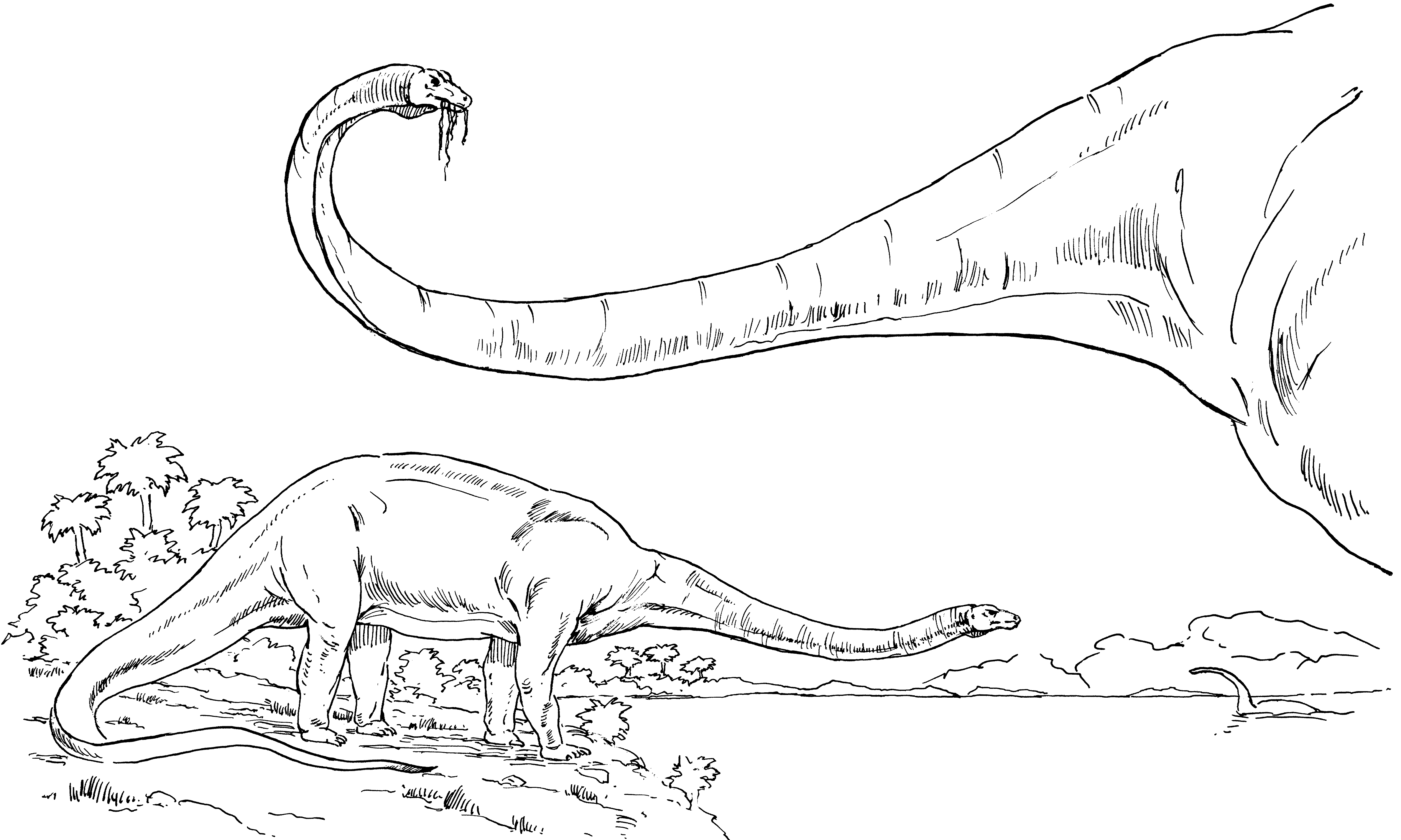 diplodocus coloring book