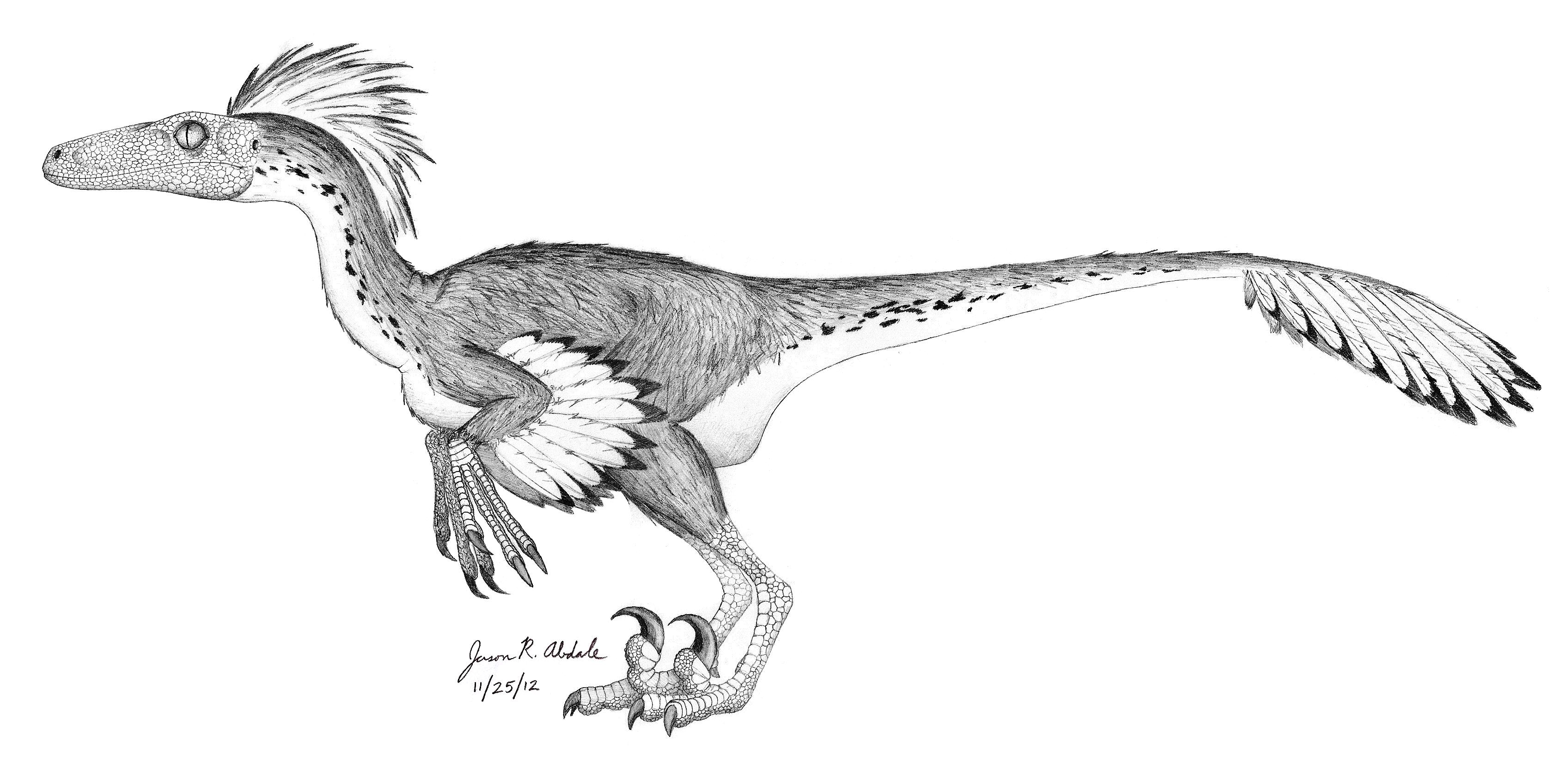 dromaeosaurus coloring pages