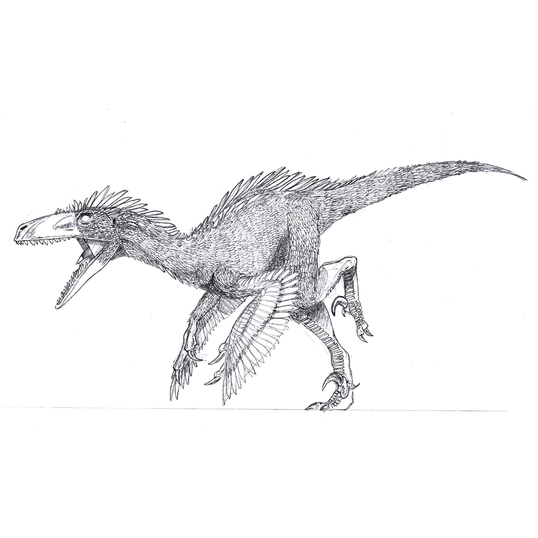 realistic dromaeosaurus coloring pages