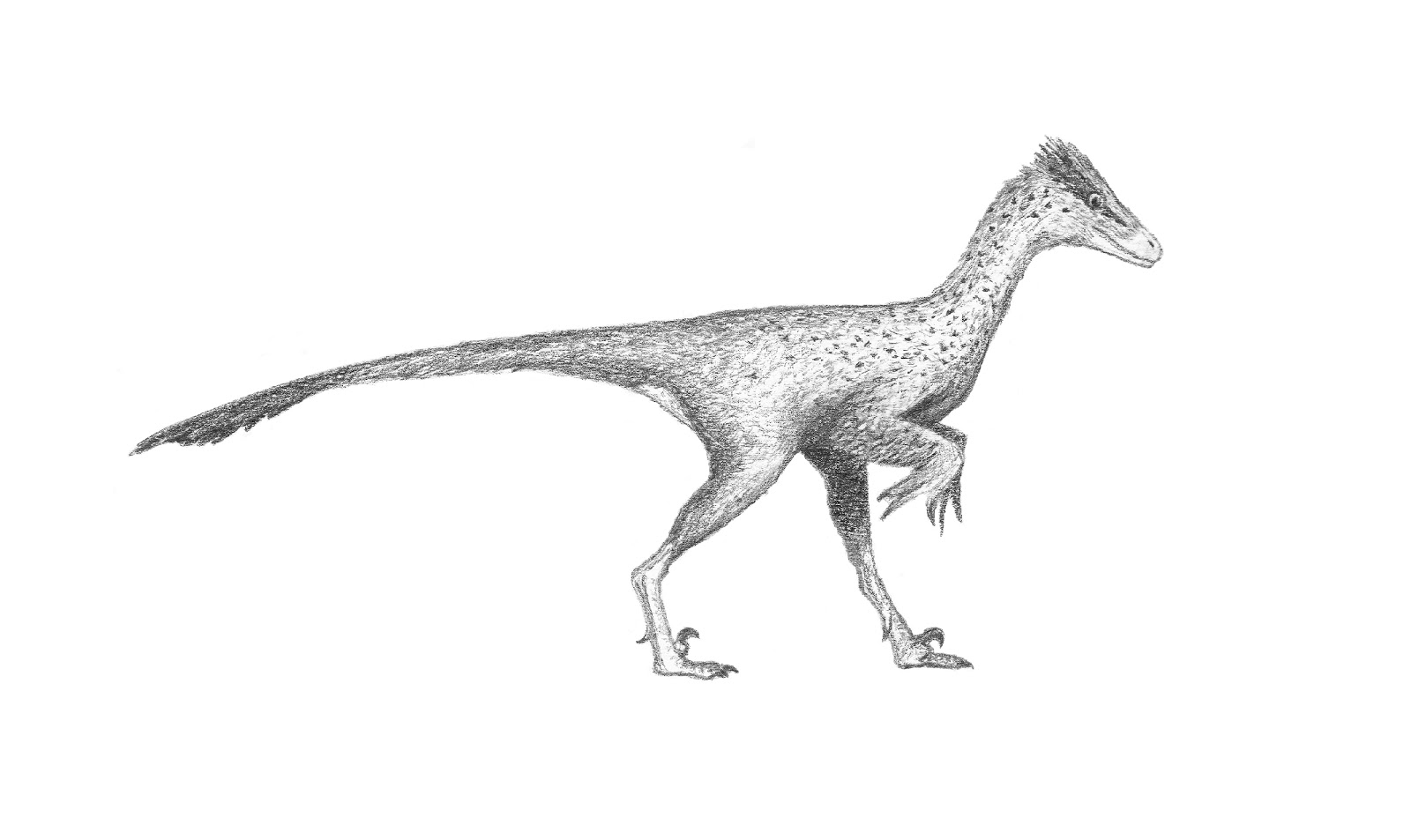 realistic troodon coloring pages