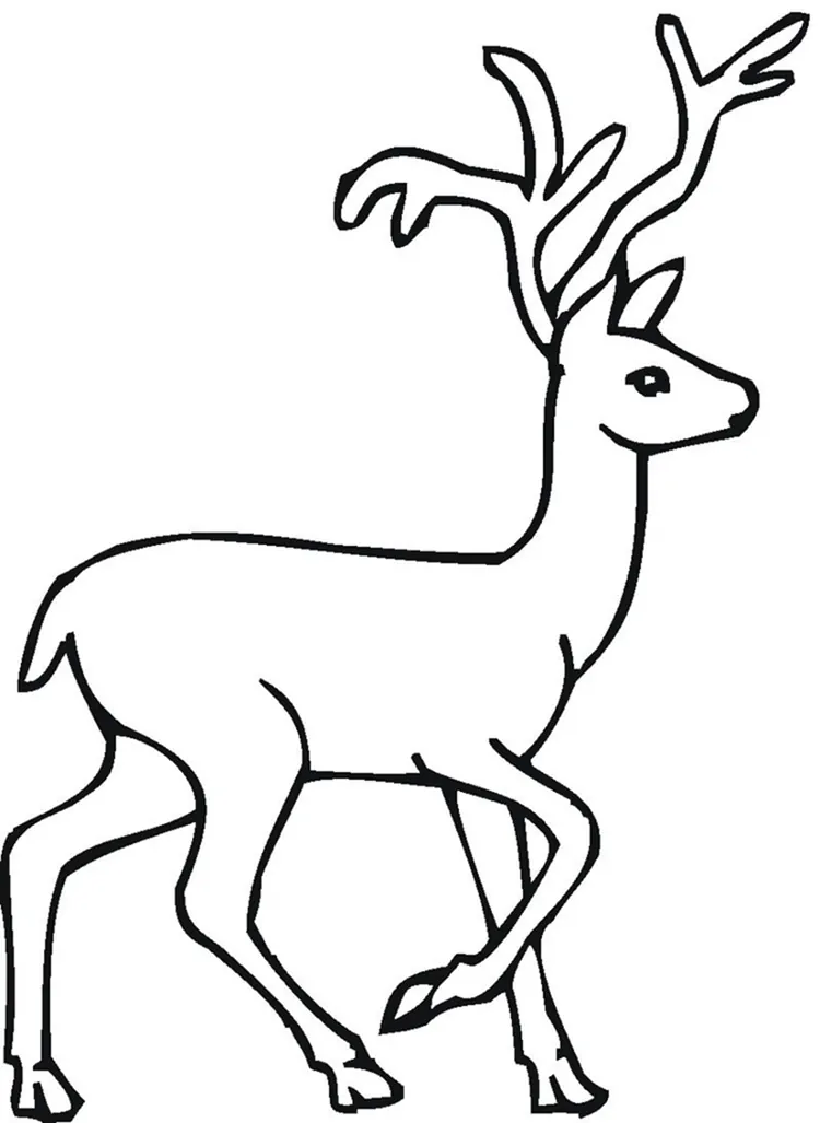 deer coloring pages