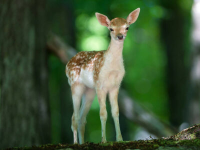 deer image to color