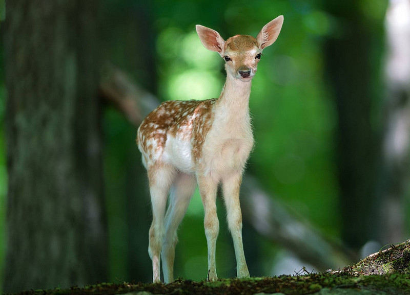 deer image to color