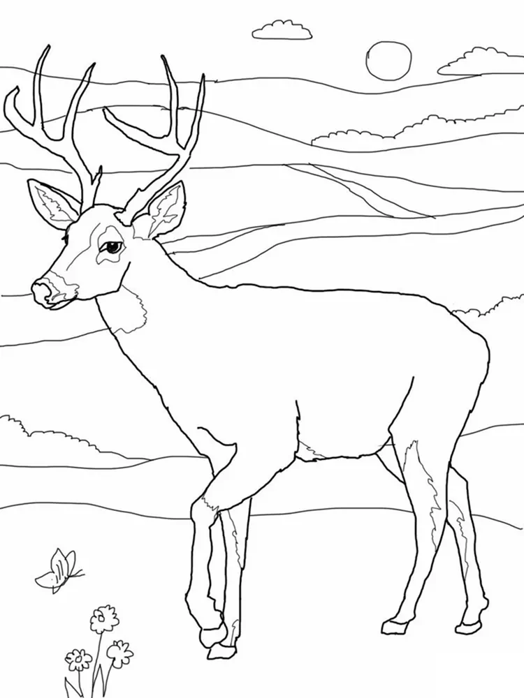 free printable deer coloring pages