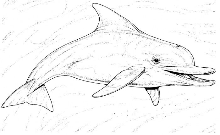 dolphin coloring pages printable