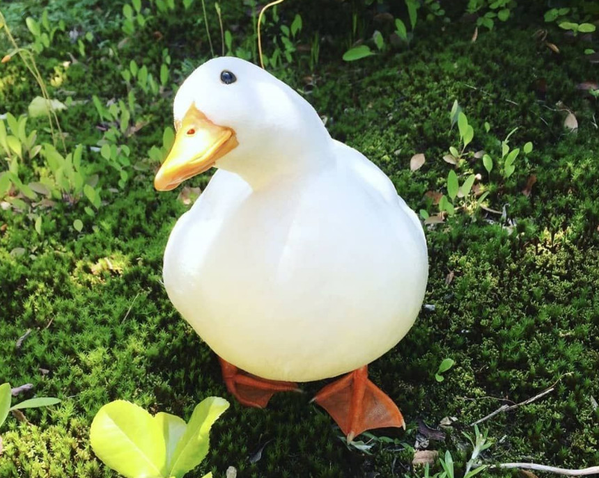 cute duck colouring page