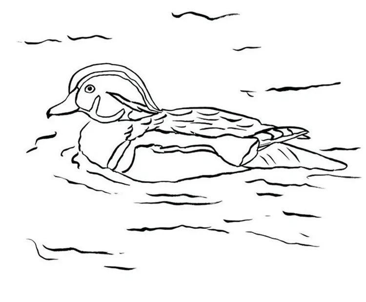 mallard duck coloring pages