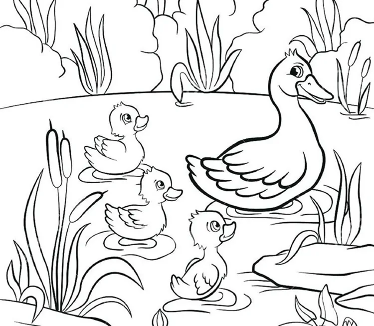 realistic duck coloring pages