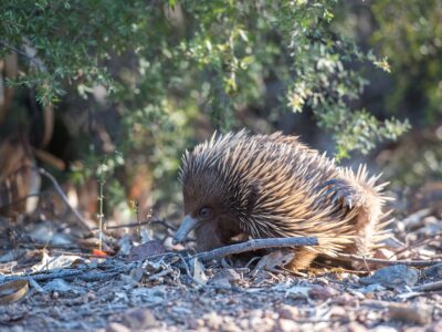 echidna coloring pages pdf