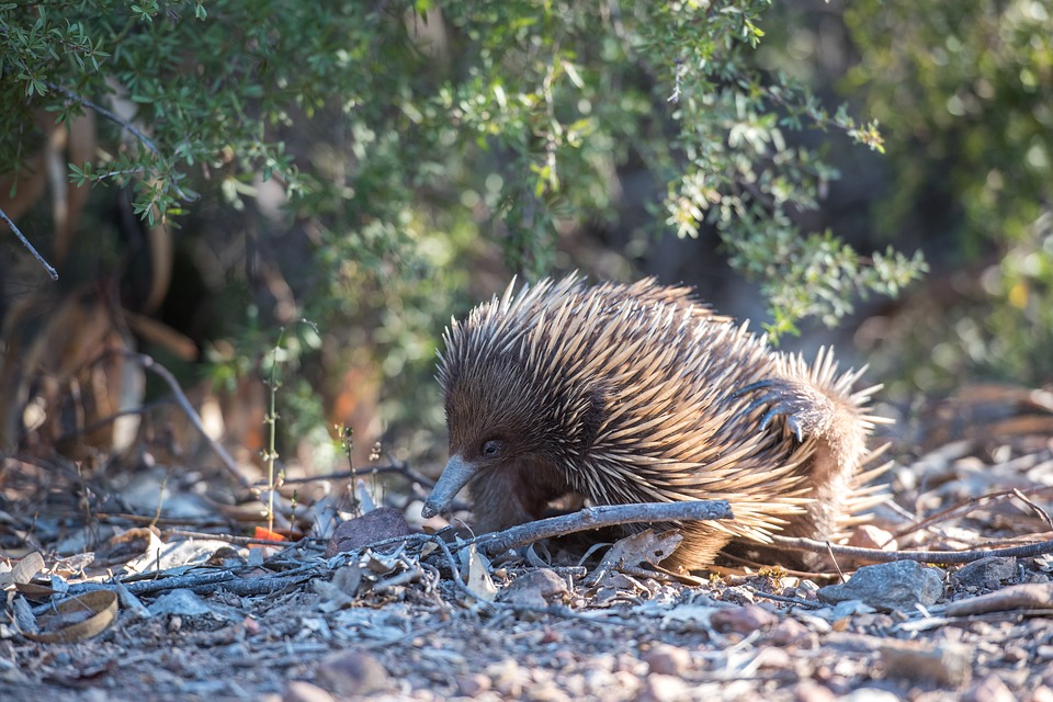 echidna coloring pages pdf