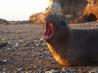 elephant seal coloring pages pdf