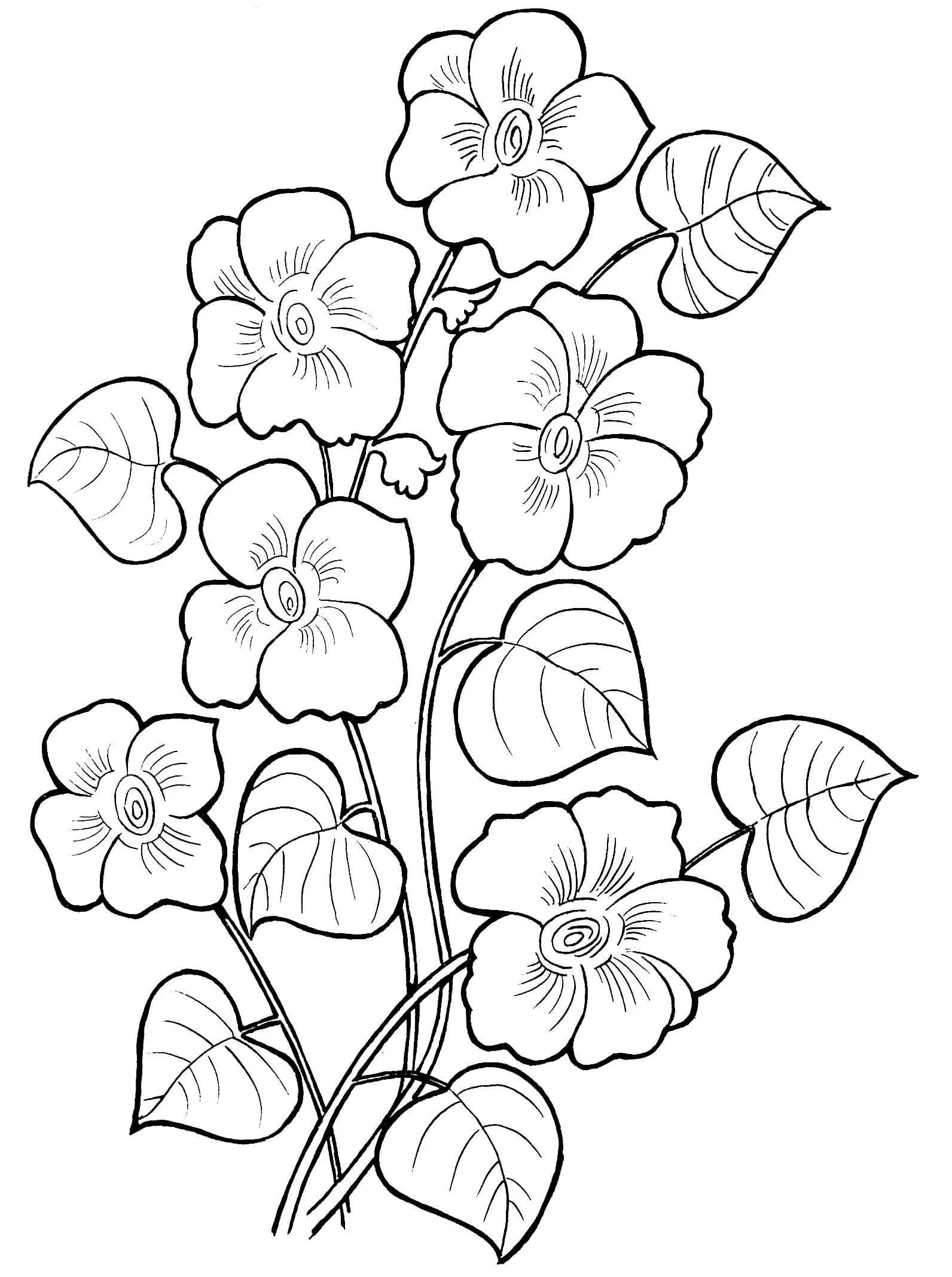 free floral coloring pages for adults