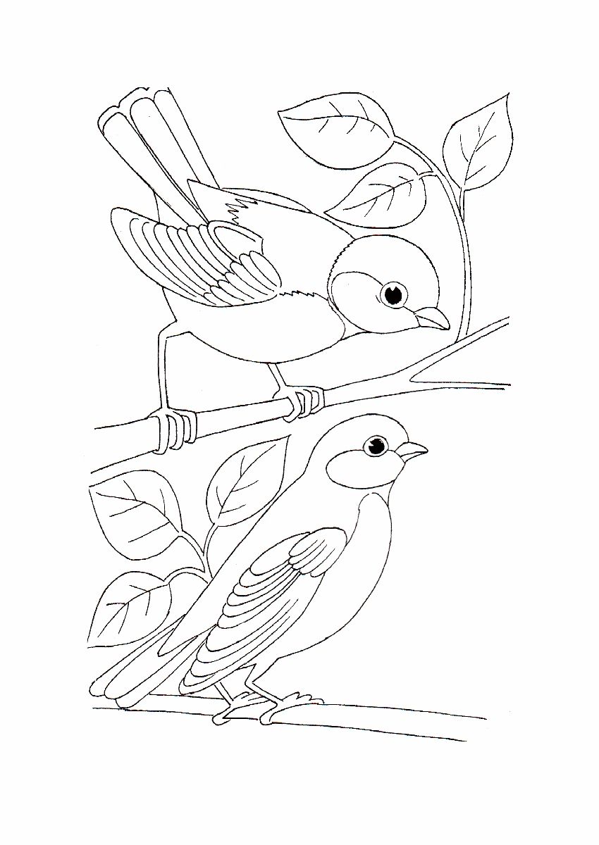 free bird coloring pages