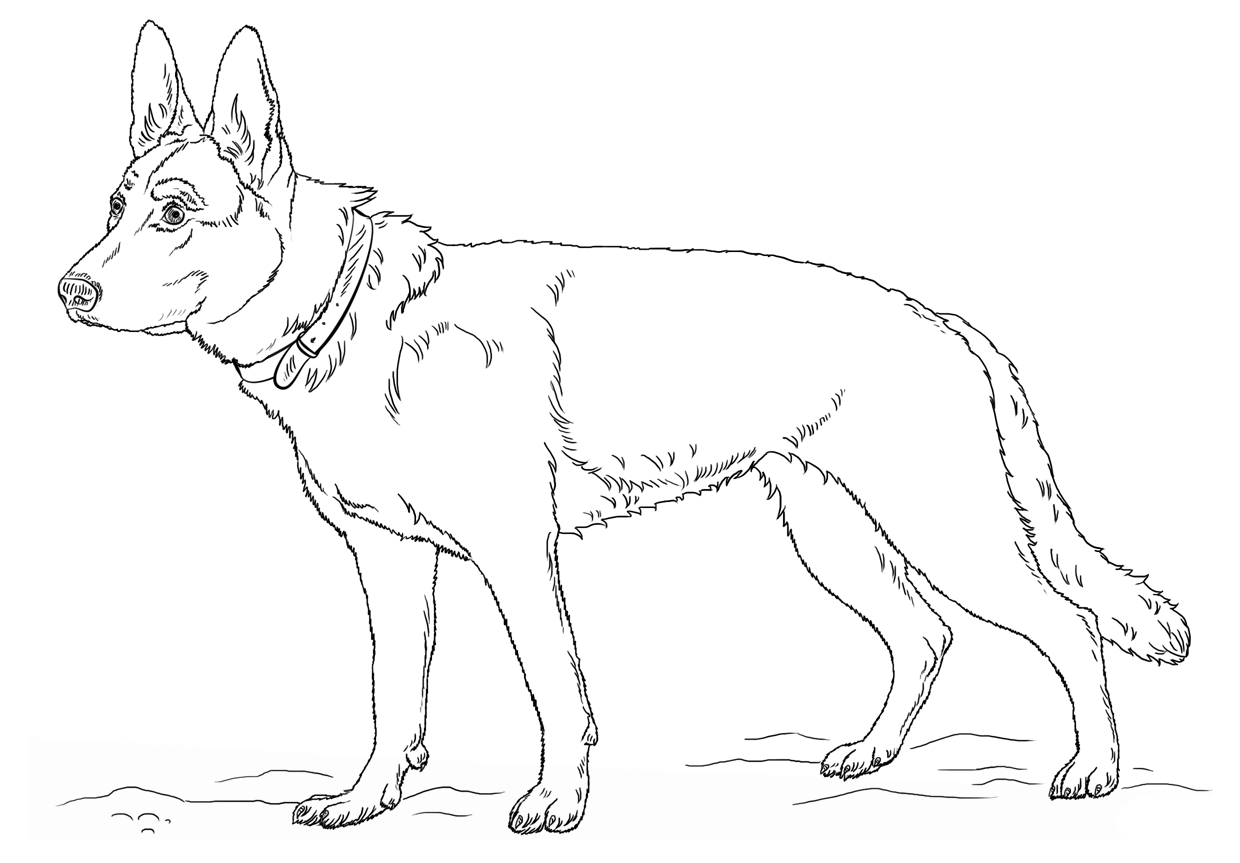 coloring pages german shepherd dog