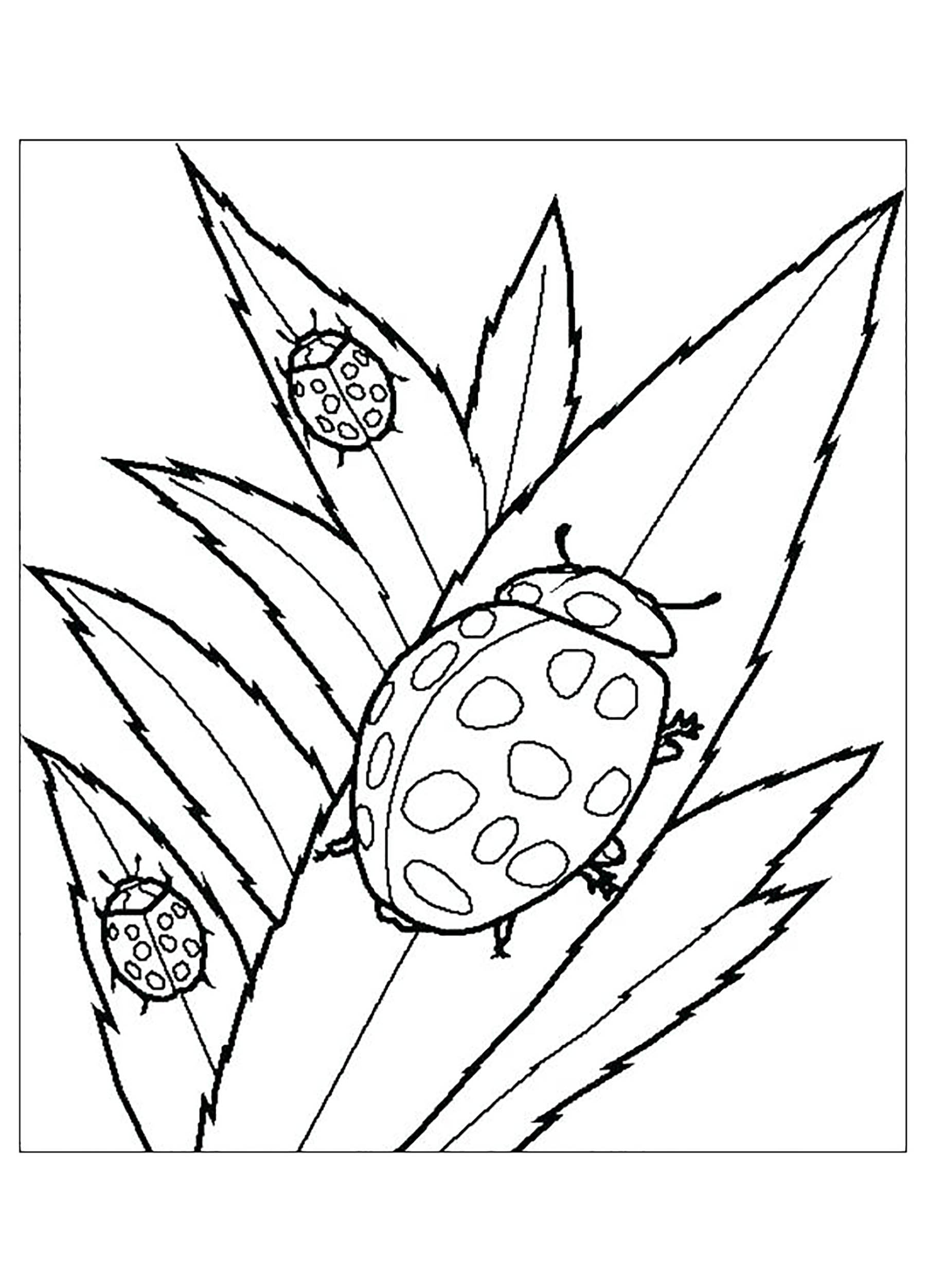 bug insect coloring pages