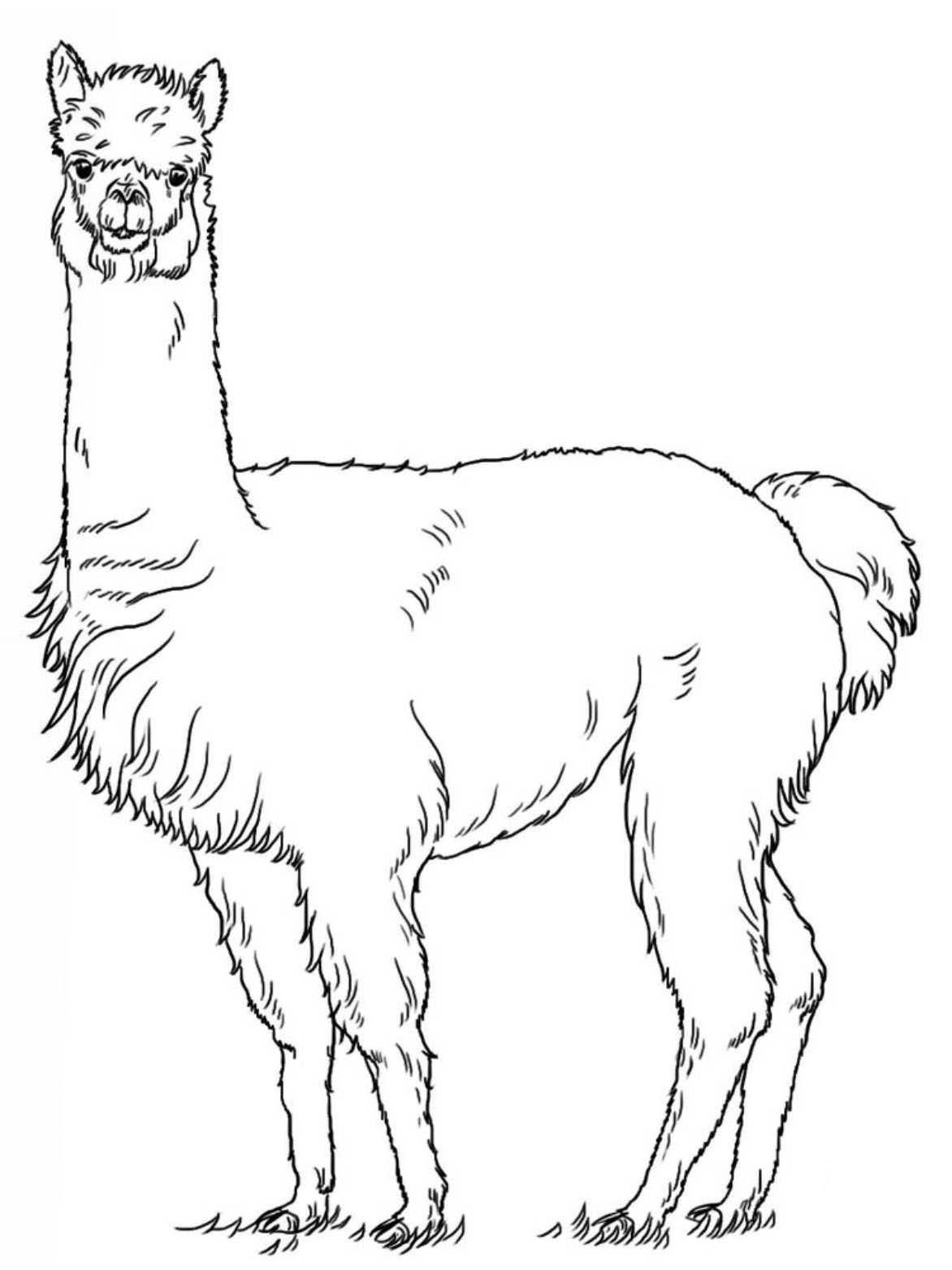 llama coloring pages