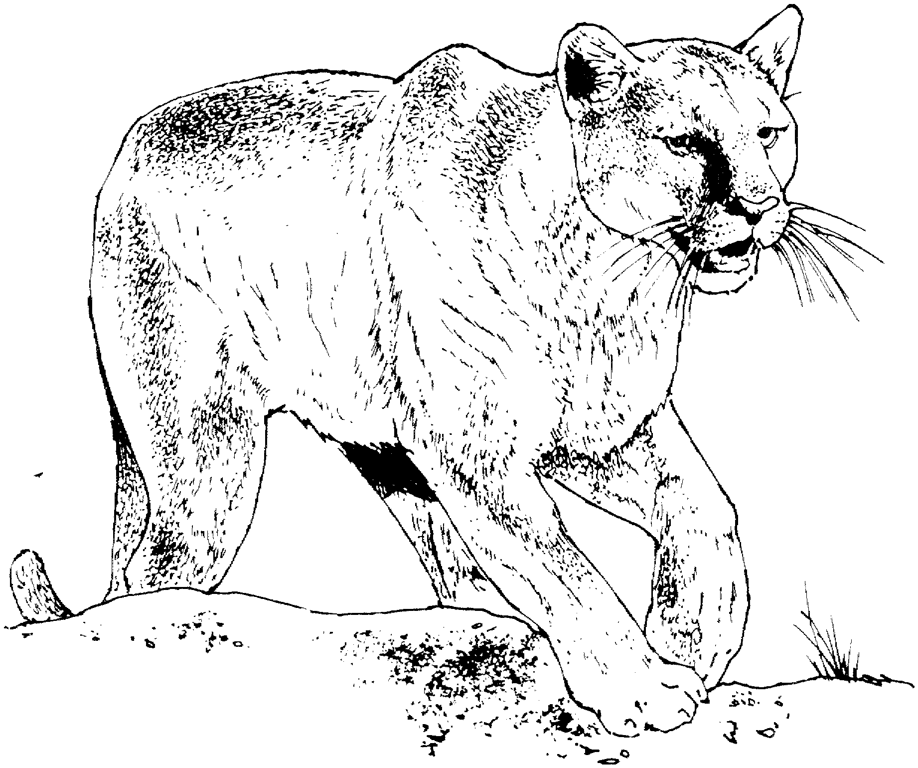 mountain lion coloring pages