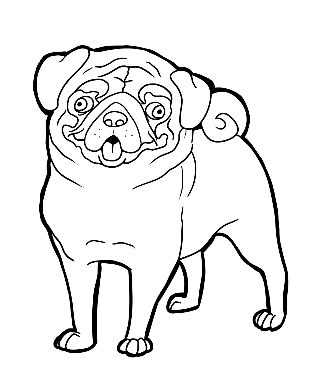 pug coloring pages printable