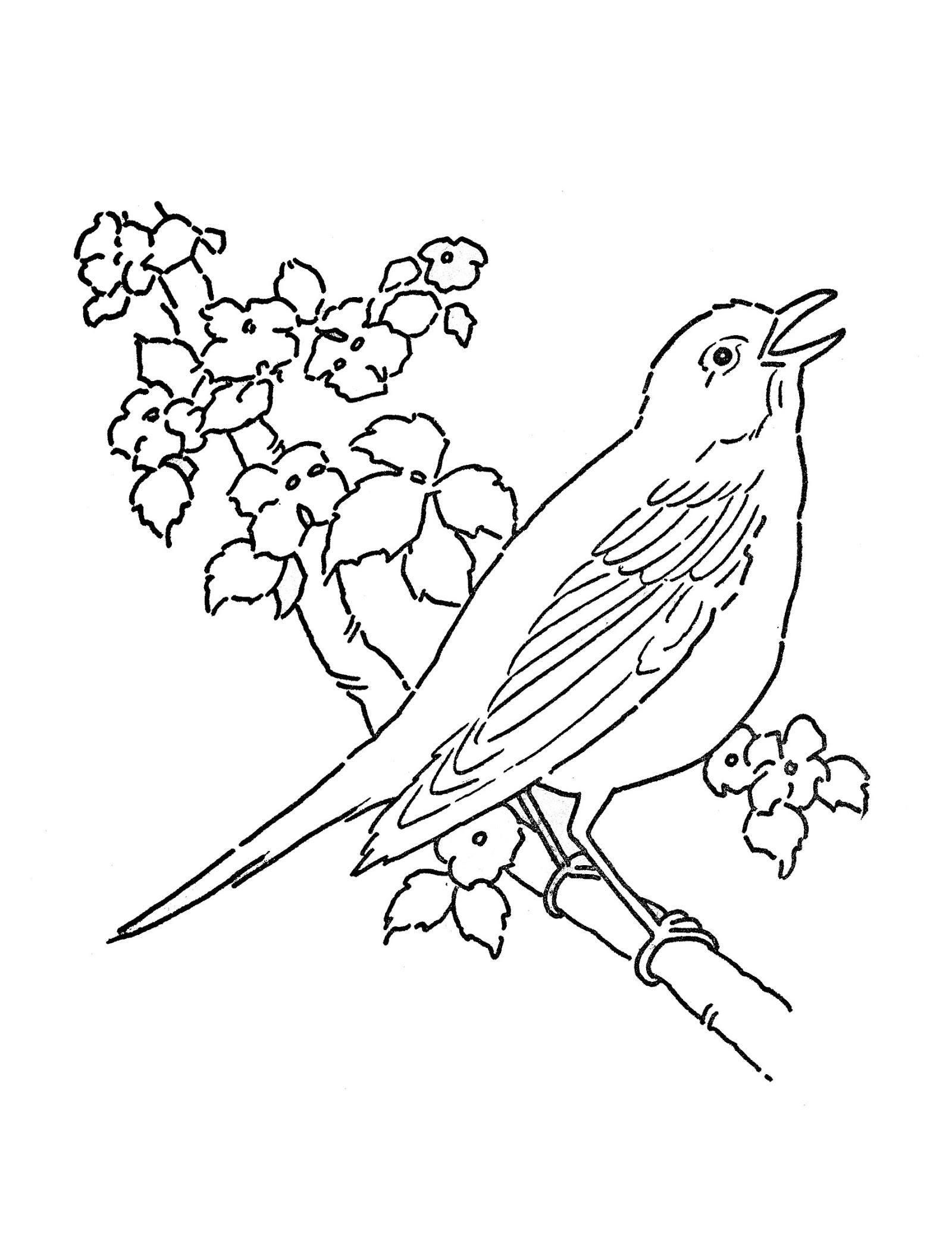 american robin coloring pages