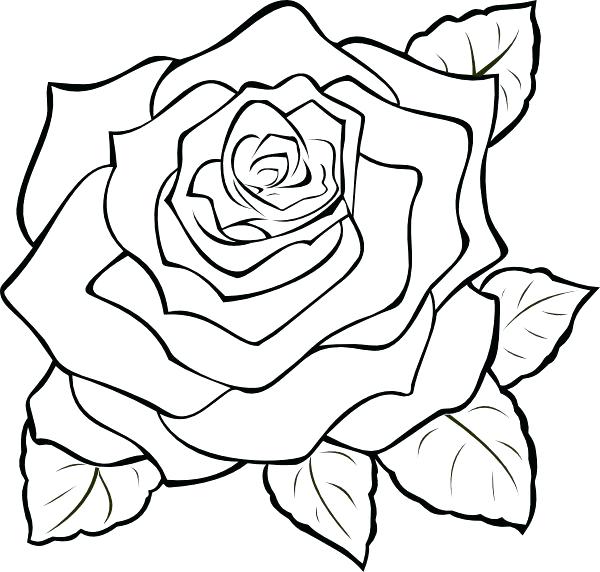 free printable rose coloring pages