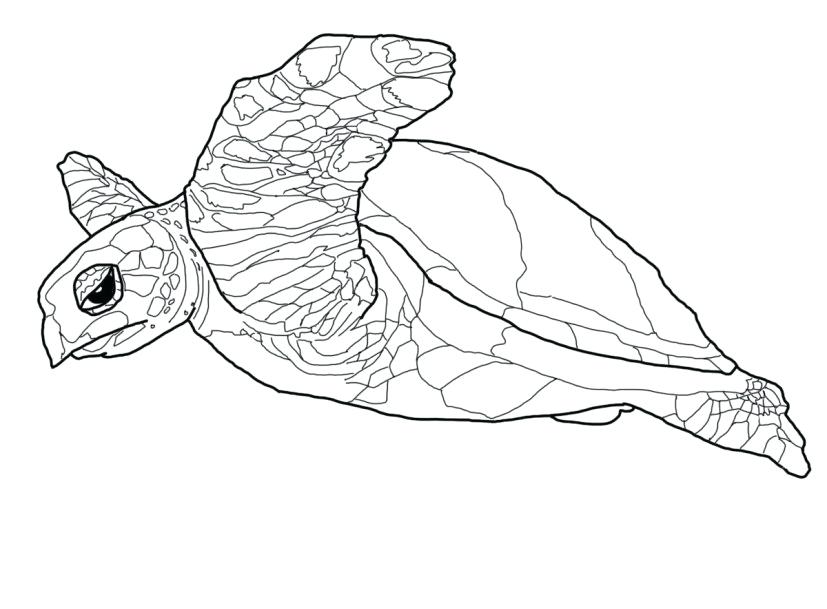 free turtle coloring pages