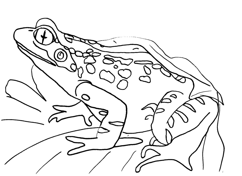 frog coloring pages to print