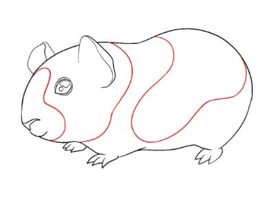 guinea pig coloring pages printable