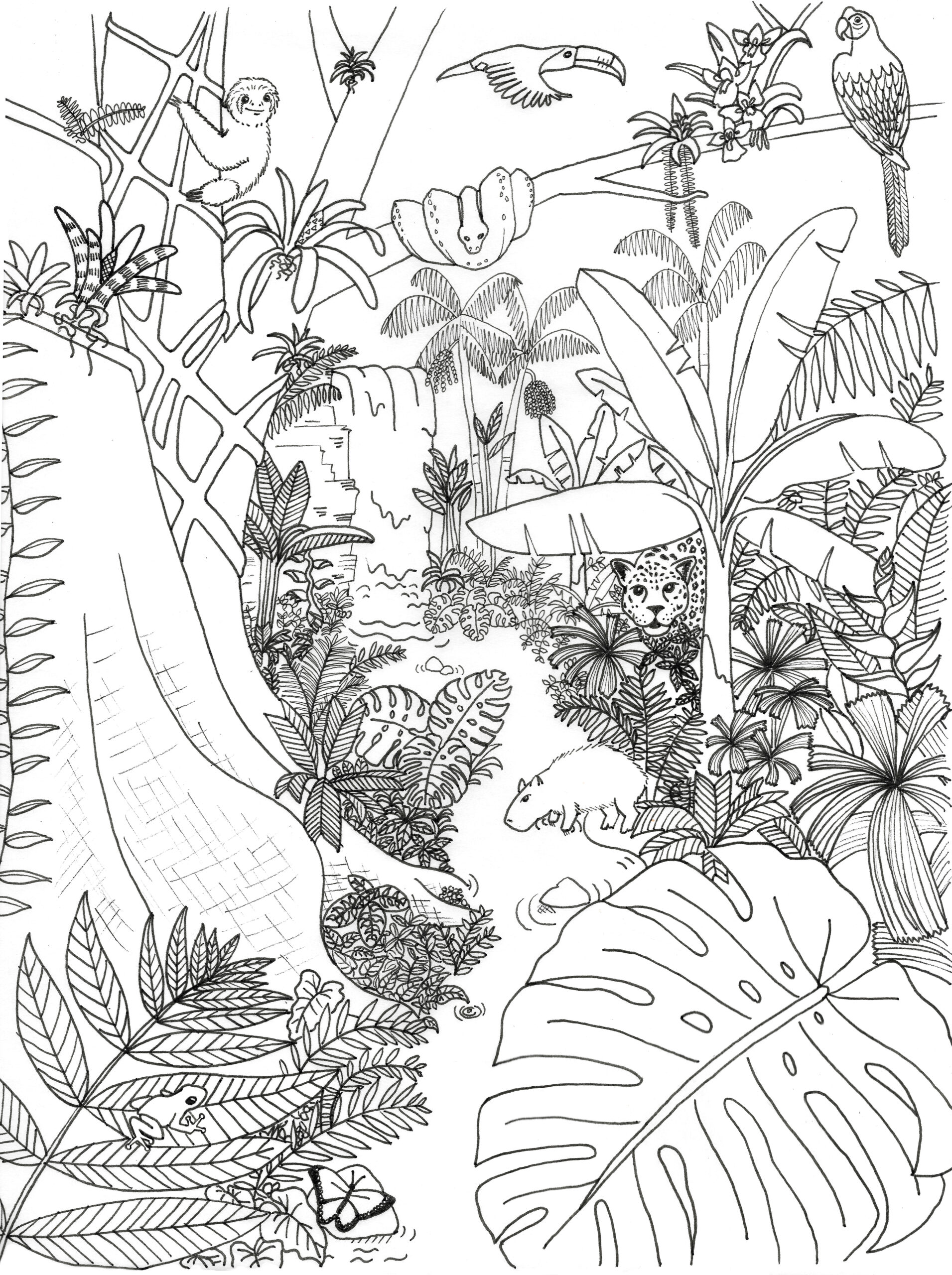 coloring pages rain forest