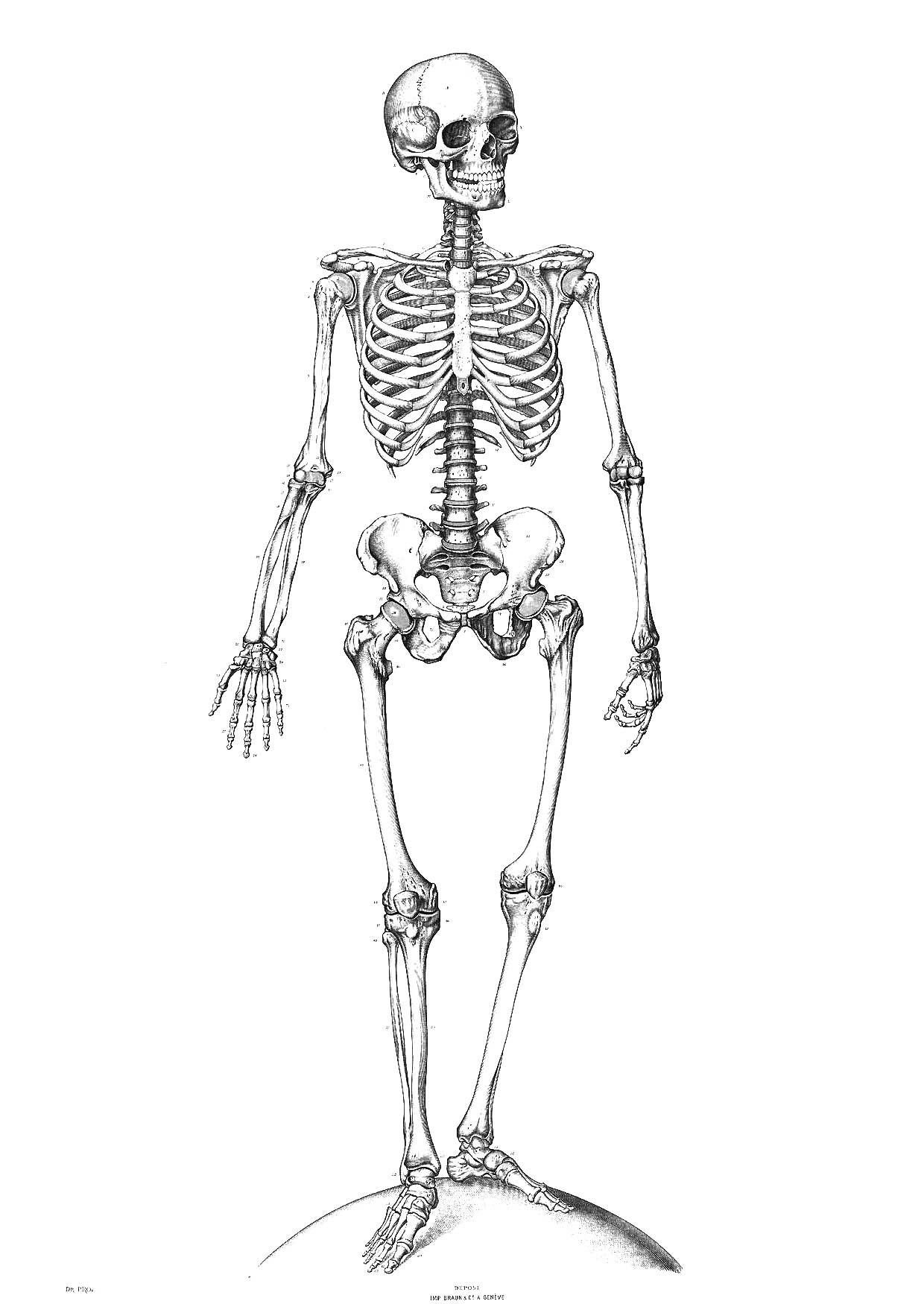 human skeleton coloring pages