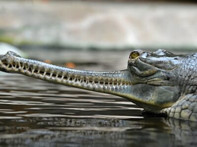 gharial coloring pages pdf