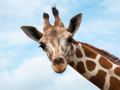 giraffe coloring sheet