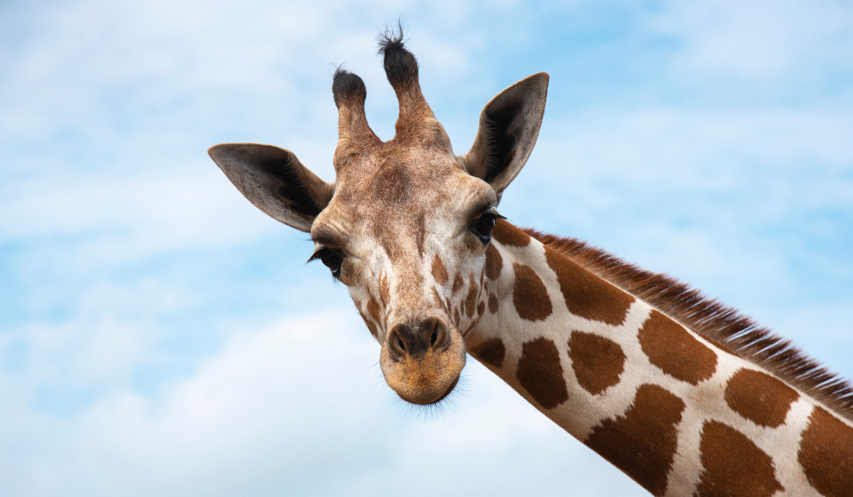 giraffe coloring sheet