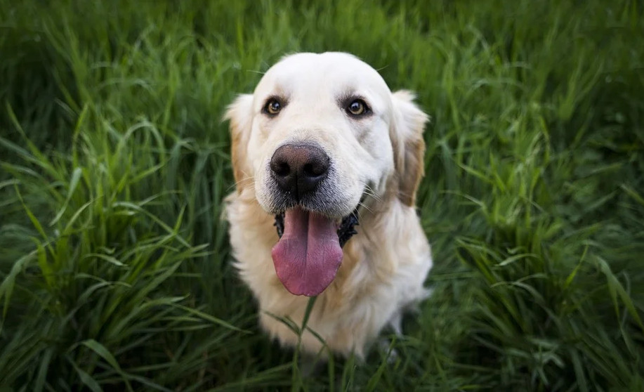 golden retriever coloring pages pdf