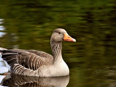 goose coloring pages pdf