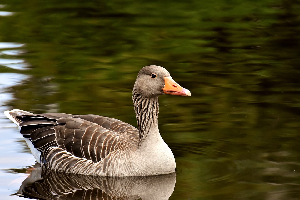 goose coloring pages pdf