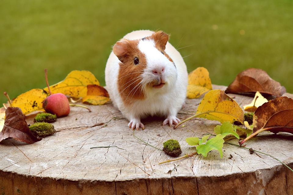 guinea pig coloring pages pdf