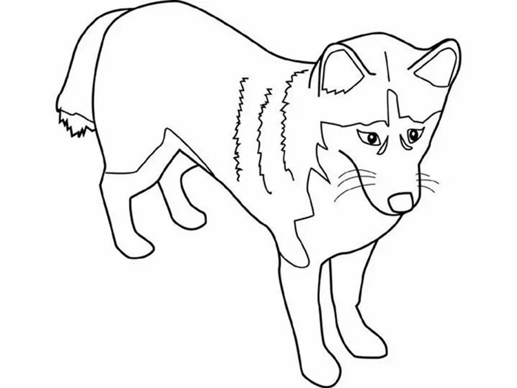 husky coloring pages