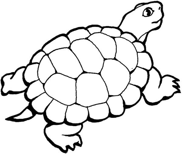 images turtle coloring pages