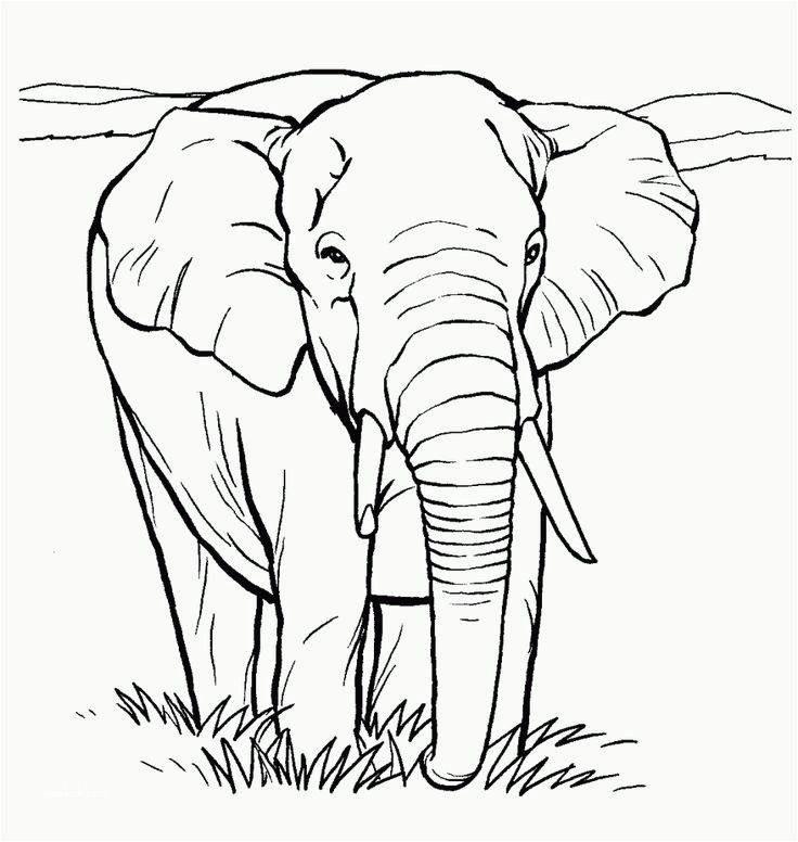 intricate elephant coloring pages