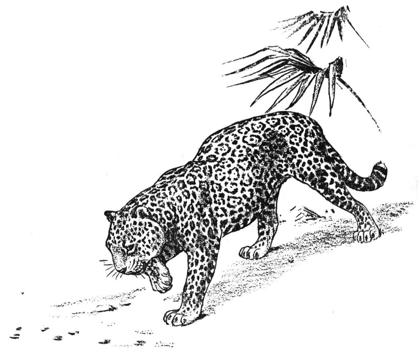 black jaguar coloring pages