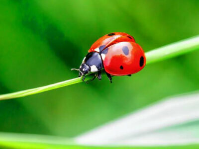 ladybug coloring pdf