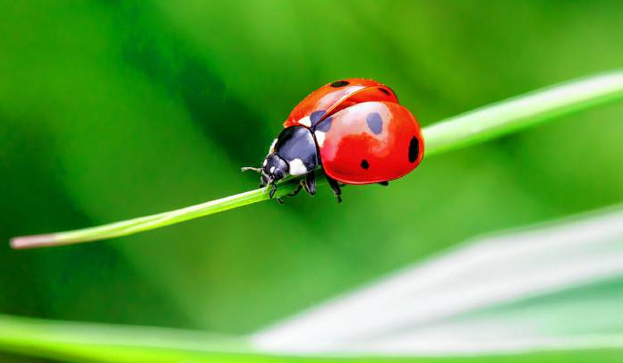 ladybug coloring pdf