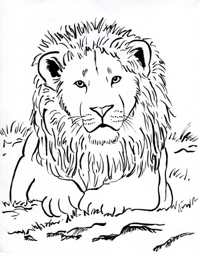 lion head coloring pages