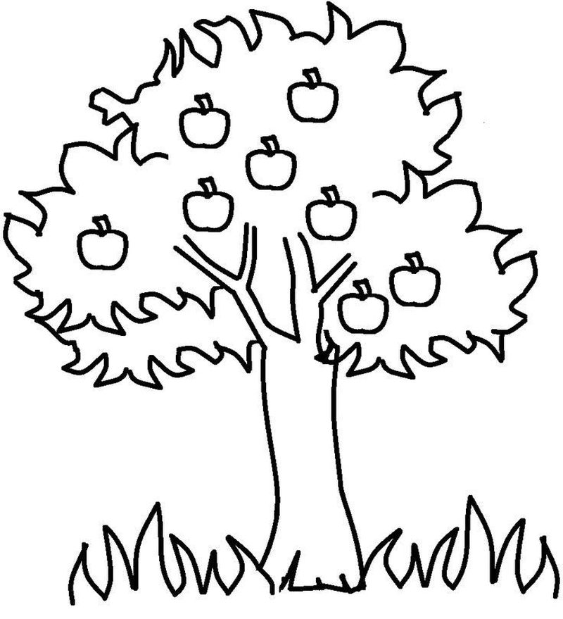 pine tree coloring pages