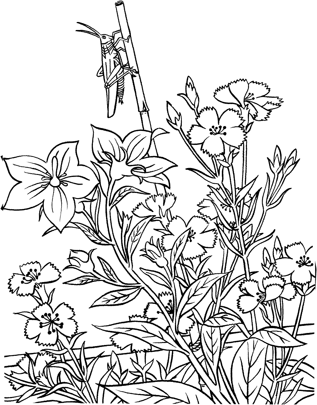 garden coloring pages for adults