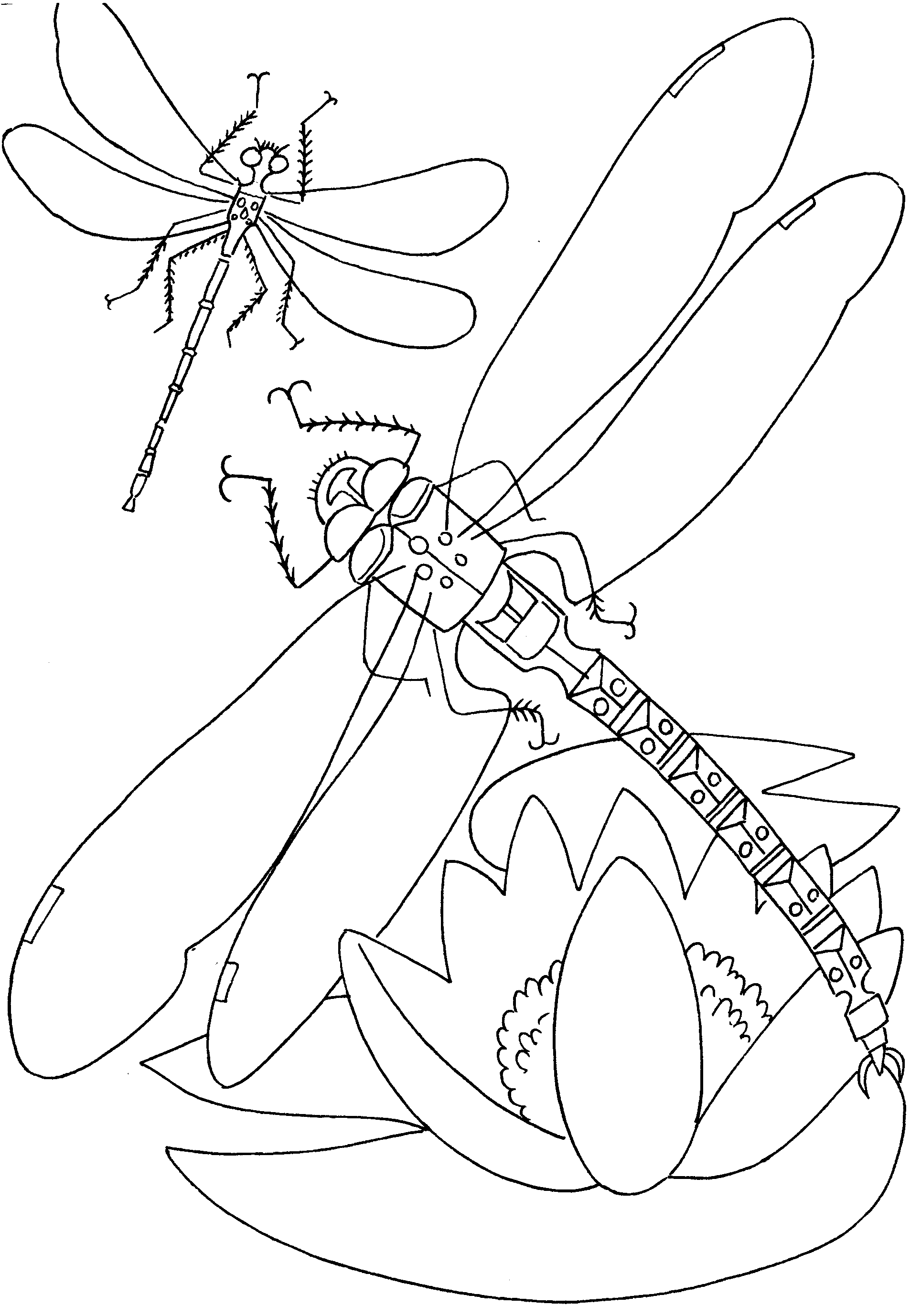 insect coloring pages free