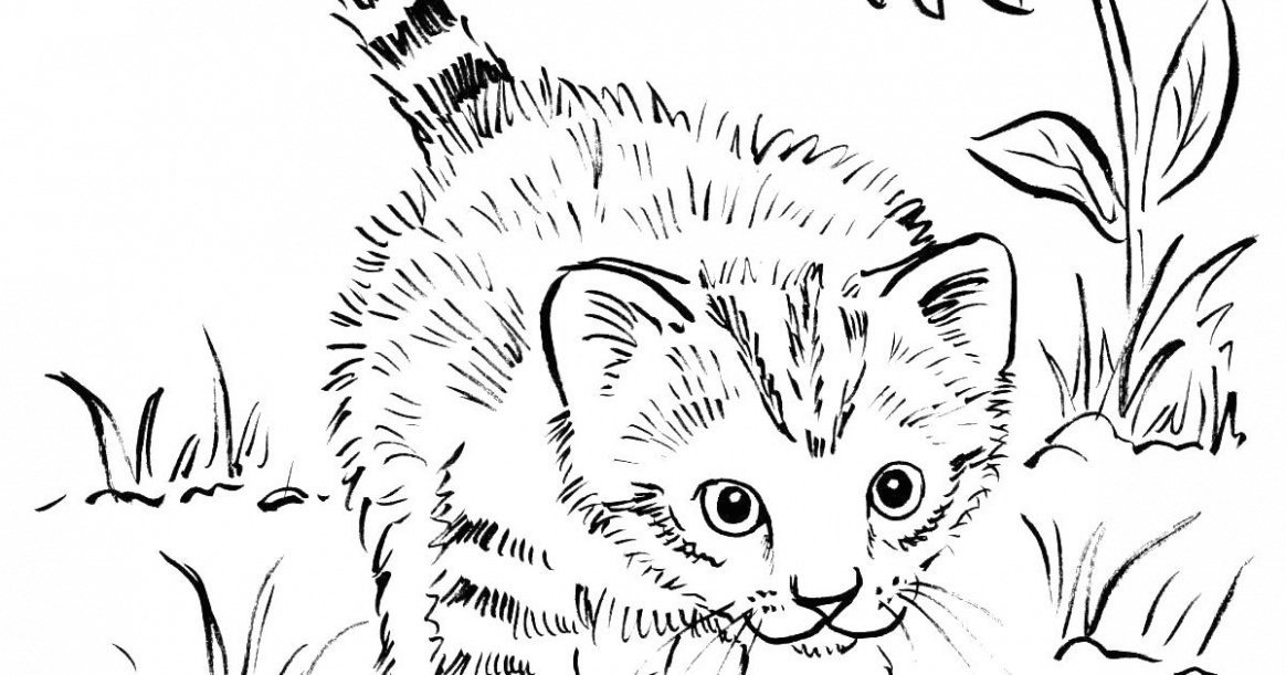 realistic kitten coloring pages